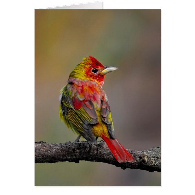 Tangara écarlate en mue - Photographie originale (Devant)