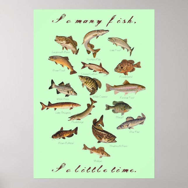 Tant De Poissons, Si Peu De Poster (Devant)