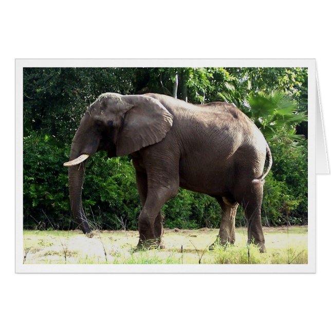 Tantor (Devant Horizontal)