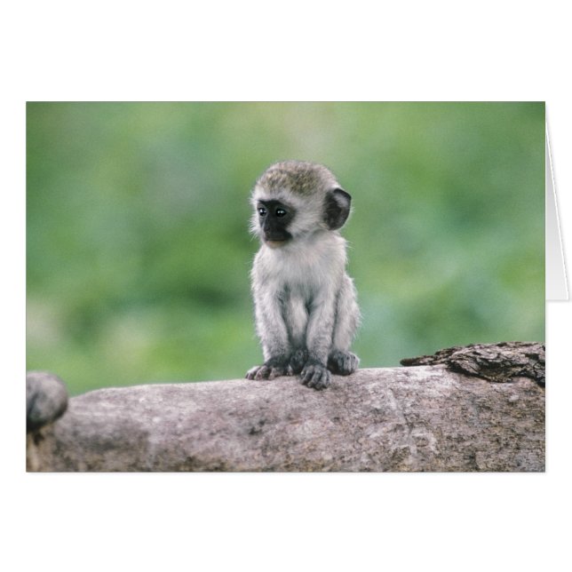 Tanzanie, cratère de Ngorogoro. Gros plan de la fa (Devant horizontal)
