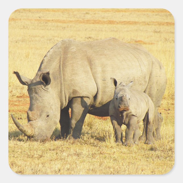 Tanzanie Rhino Safari sur Stickers Display (Devant)
