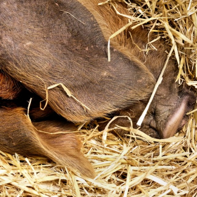 TAPIS DE BAIN PIG (This very cute pig is sound asleep in their straw bed.)