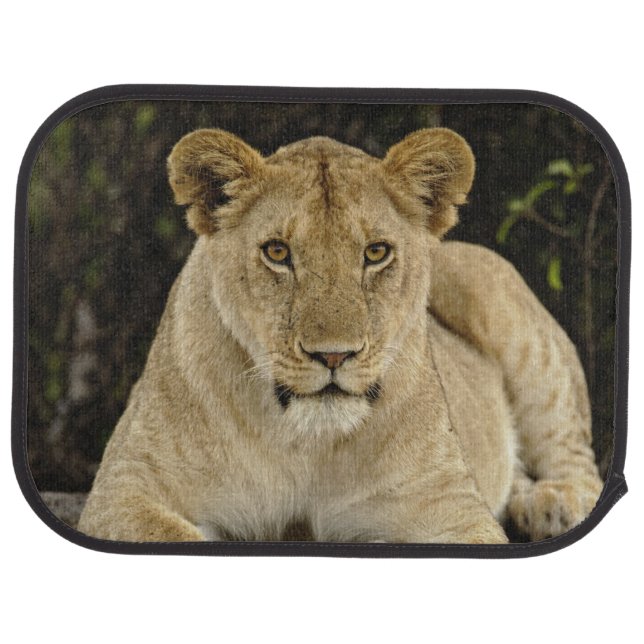 Tapis De Sol Lion, Panthera Lion, parc national de Serengeti, (Arrière)