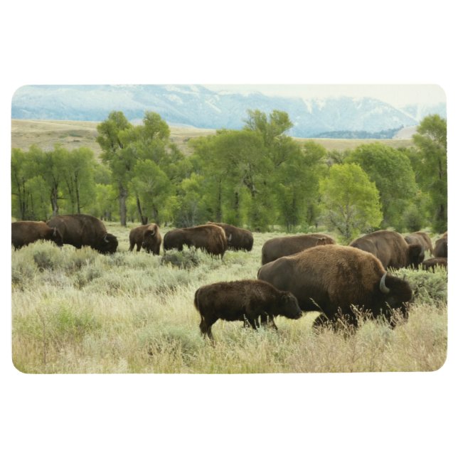 Tapis De Sol Wyoming Bison Nature Animal Photographie (Devant)