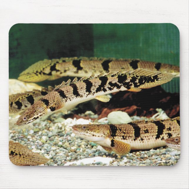 Tapis De Souris ポ リ プ'テ'accès ・ a vu ヘ  (Devant)