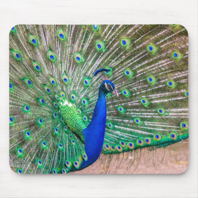 Tapis De Souris 0601-Peacock (Devant)