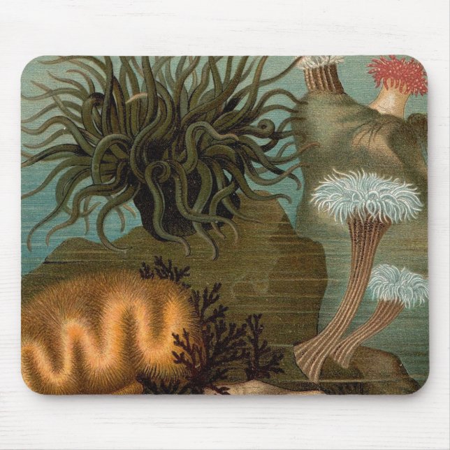 Tapis De Souris 19e century print sea anemones (Devant)