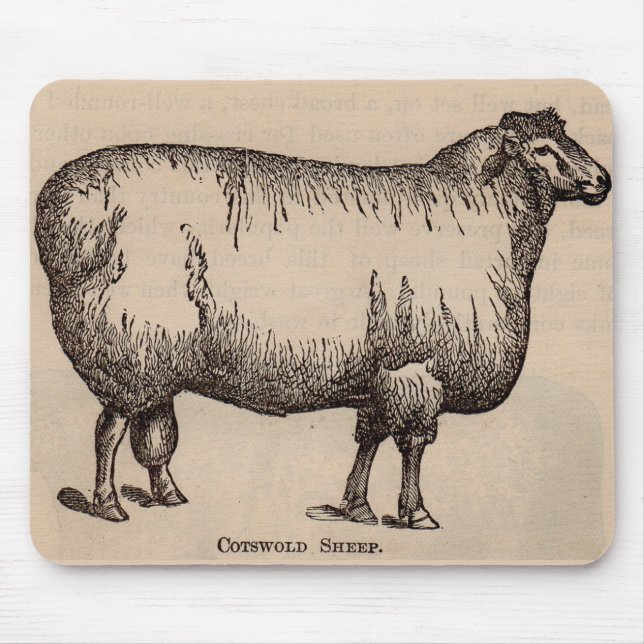 Tapis De Souris 19th century print Cotswold sheep (Devant)