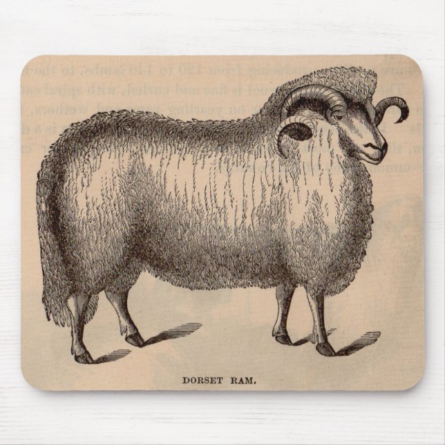 Tapis De Souris 19th century print Dorset ram (Devant)