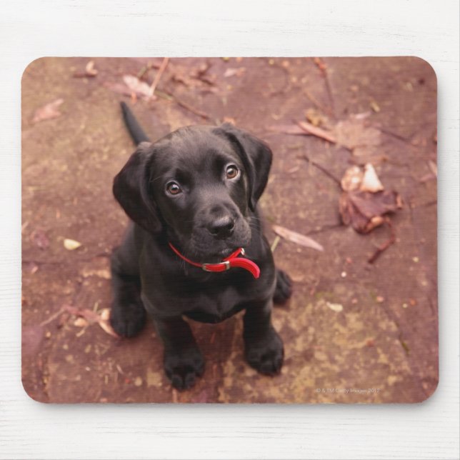 Tapis De Souris 21 Week Old Black Lab (Devant)