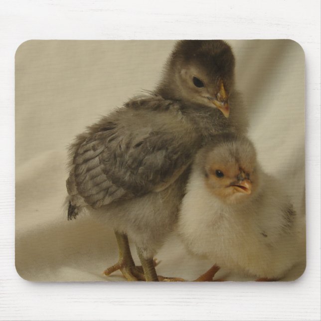 Tapis De Souris 2 poussins bleu-gris (Devant)