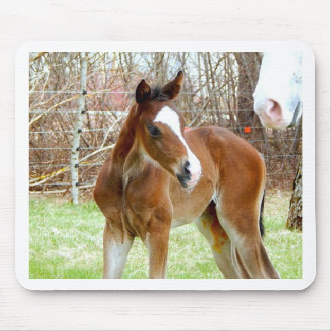TAPIS DE SOURIS 2CUT HORSE FOAL BÉBÉ PONY (Devant)