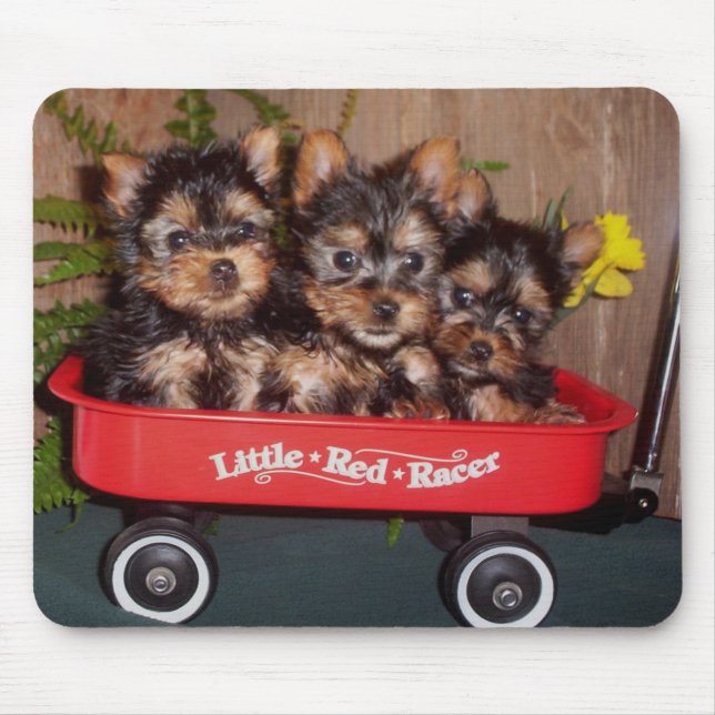 Tapis De Souris 3 chiots de Terrier soyeux (Devant)
