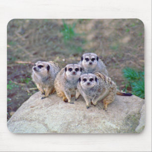 Tapis De Souris 4 Meerkats Mousepad scrutant