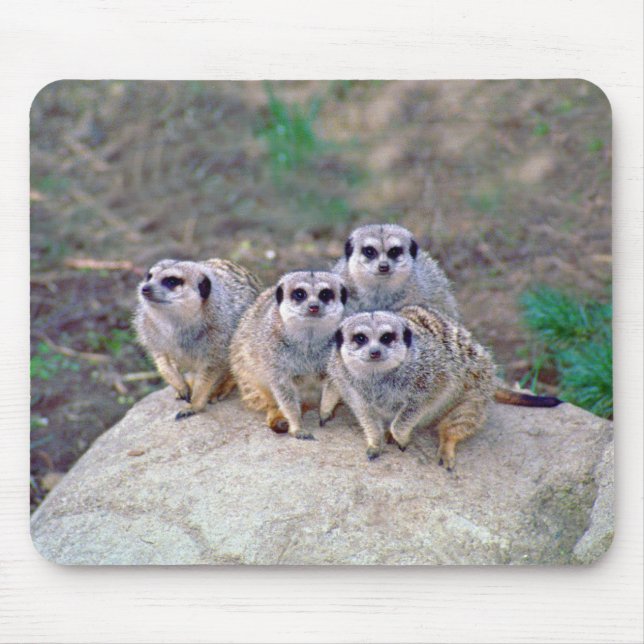 Tapis De Souris 4 Meerkats Mousepad scrutant (Devant)