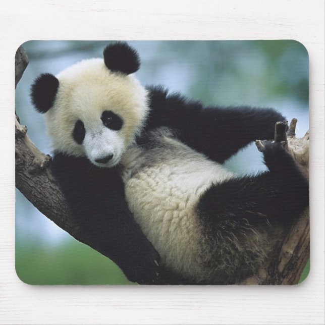 Tapis De Souris 557711600wb1fp3 (Devant)