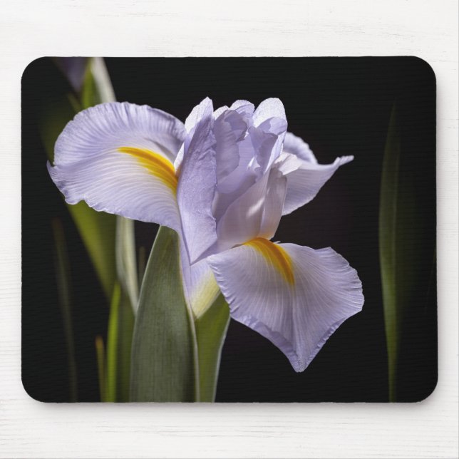 Tapis De Souris 7659-2-Purple Iris (Devant)