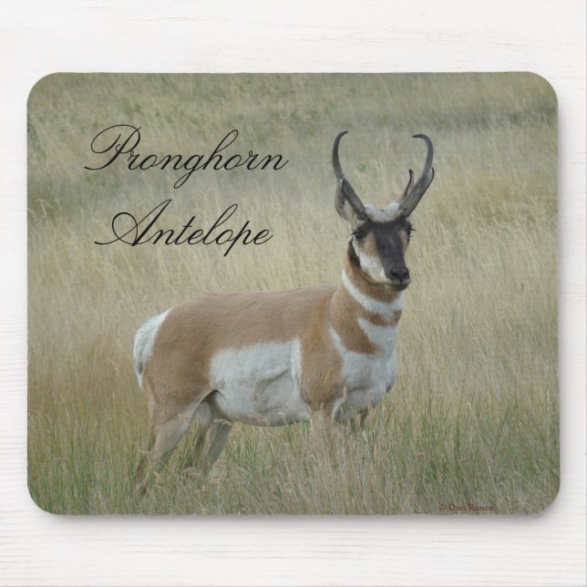 Tapis De Souris A8 Pronghorn Antelope Big Buck (Devant)