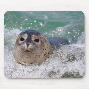 Tapis De Souris A baby seal surfing