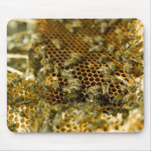 Tapis De Souris Abeilles dans une ruche, Western Cape, Afrique du