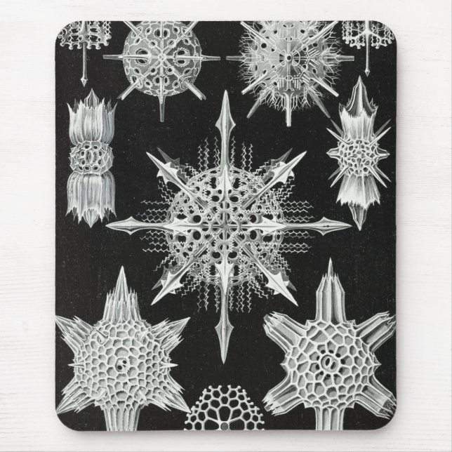 Tapis De Souris Acanthophracta, animal aquatique Wunderstrahlinge (Devant)