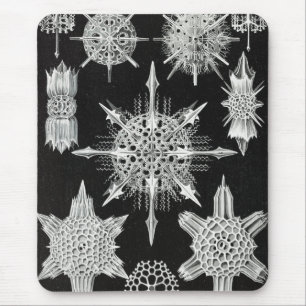 Tapis De Souris Acanthophracta, Wunderstrahlinge Aquatic Animal