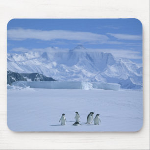 Tapis De Souris Adelie Penguins, Pygoscelis adeliae),