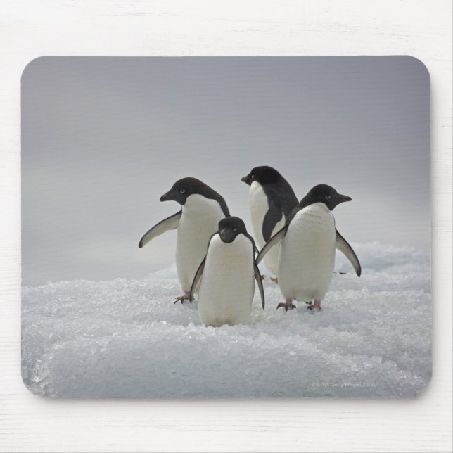 Tapis De Souris Adelie Penguins sur les flux de glace (Devant)