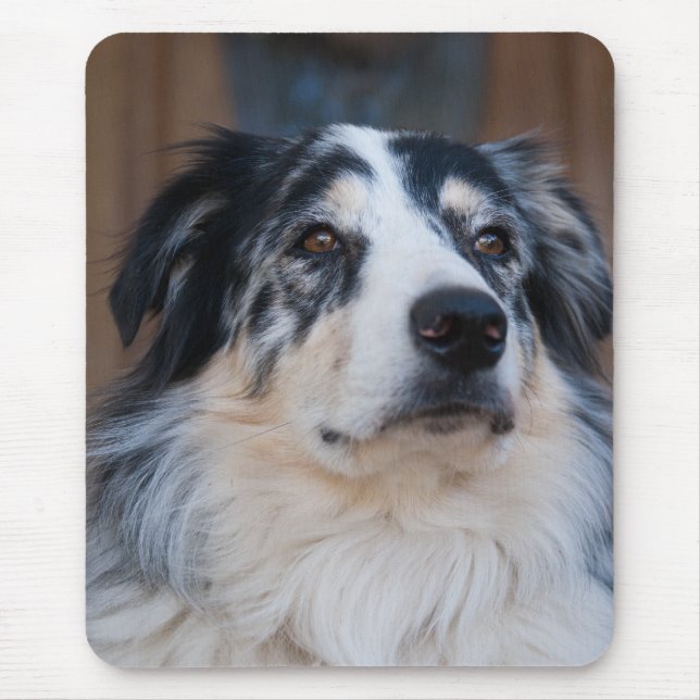 Tapis De Souris Adorable Australian Shepherd Mix gros-up photo (Devant)