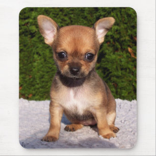 Tapis De Souris Adorable Chihuahua Chien Chiot