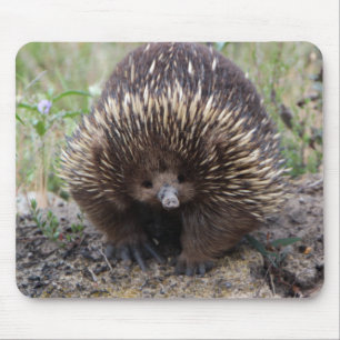Tapis De Souris Adorable Echidna Australienne