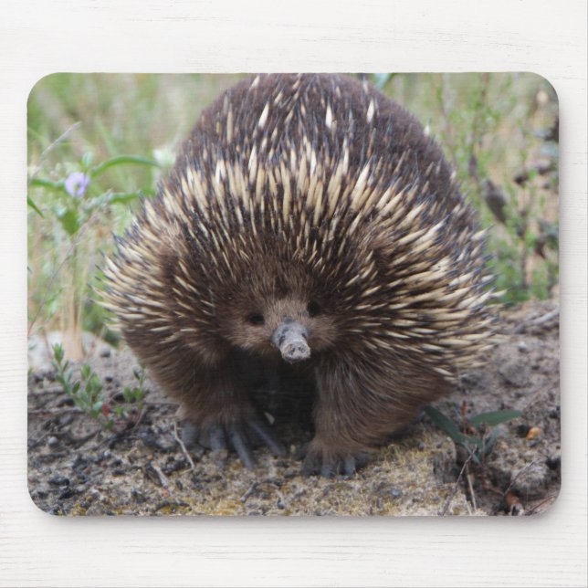 Tapis De Souris Adorable Echidna Australienne (Devant)