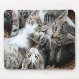 Tapis De Souris Adorables Chatons Tricolores Gris/Ajoutez la photo