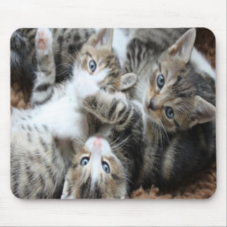 Tapis De Souris Adorables Chatons Tricolores Gris/Ajoutez la photo