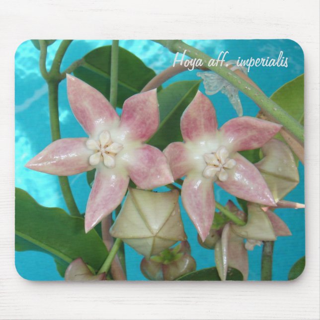 Tapis De Souris Aff de Hoya. imperialis MousePad (Devant)