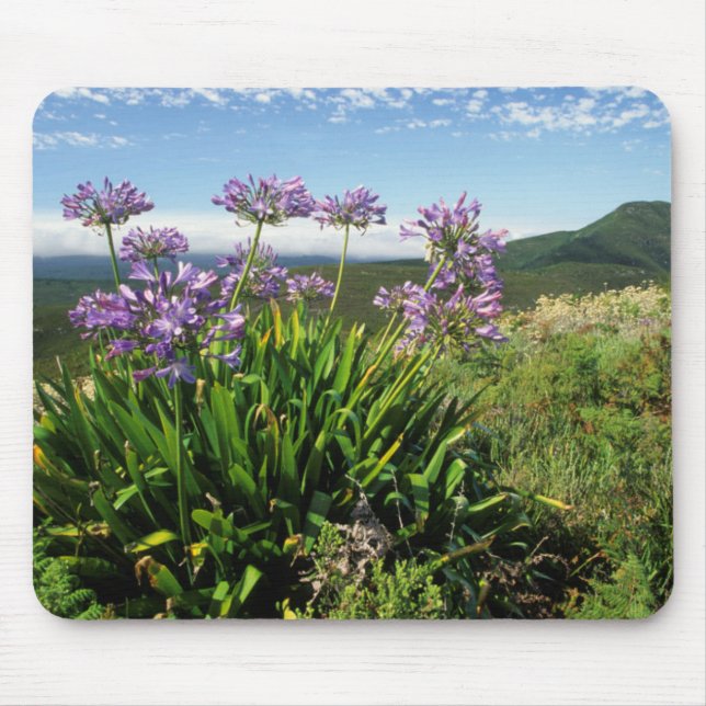 Tapis De Souris African Lily (Agapanthus praecox), Mossel Bay (Devant)