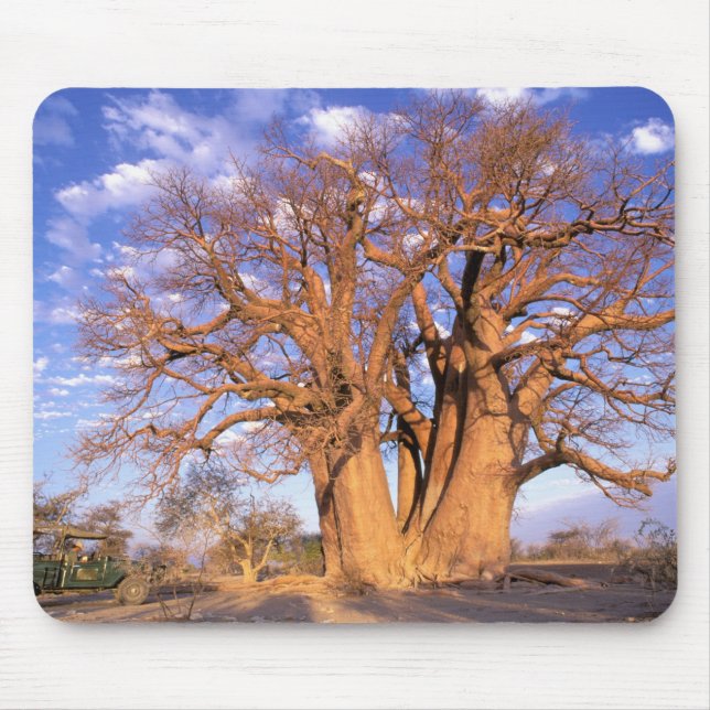 Tapis De Souris Afrique, Botswana, delta de l'Okavango. Baobab (Devant)