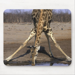 Tapis De Souris Afrique, Botswana, Parc national de Chobe, Girafe