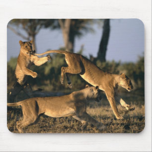 Tapis De Souris Afrique, Botswana, Parc national de Chobe, Lionnes