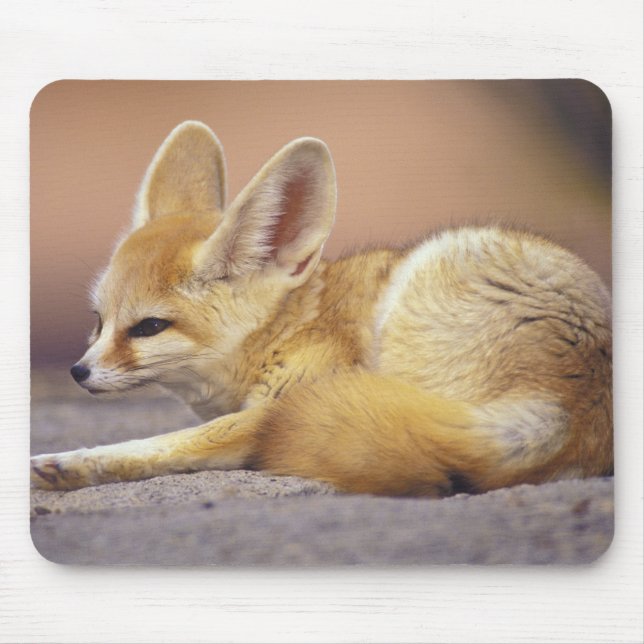 Tapis De Souris Afrique du Nord. Fennec Fennecus zerda) (Devant)