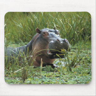 Tapis De Souris Afrique, Kenya, Masai Mara NR. Une hippopotame mèr