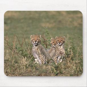 Tapis De Souris Afrique ; Kenya ; Masai Mara ; Trois bébés guépard