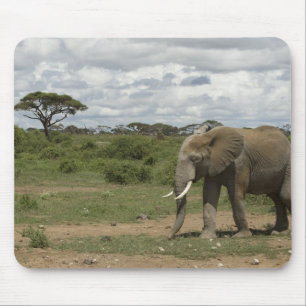 Tapis De Souris Afrique, Kenya, Parc national d'Amboseli, éléphant