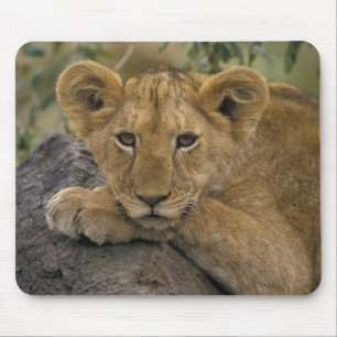 Tapis De Souris Afrique, Kenya. Portrait d'un lion.
