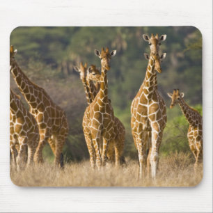 Tapis De Souris Afrique. Kenya. Troupeau de Giraffes Réticulées
