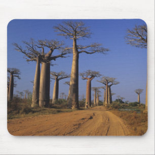 Tapis De Souris Afrique, Madagascar, Morondava, avenue Baobab.