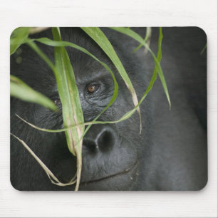 Tapis De Souris Afrique, Ouganda, Bwindi