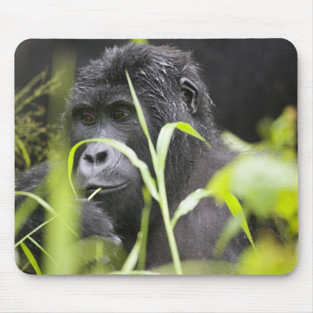 Tapis De Souris Afrique Ouganda, Bwindi (Devant)
