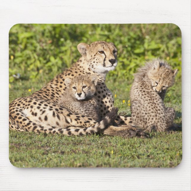 Tapis De Souris Afrique. Tanzanie. Guépierre mère et petits 2 (Devant)