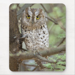 Tapis De Souris Afrique. Tanzanie. Petit-duc scops à Tarangire 2
